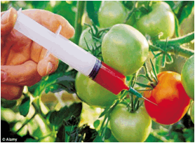 Amblika Hanchate, Genetically Modified Food's Advantages