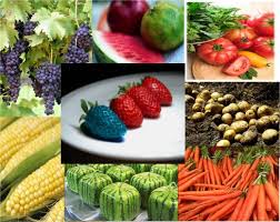 Variety of Genetically Modified Food