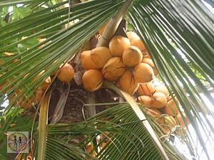 coconuts-on-the-tree-colombo