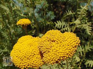 salt-lake-city-red-butte-yellow-flowers-7254