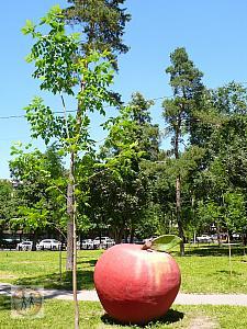 almaty-apple-chilren-park-P1160295