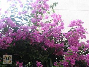 flowers-from-sri-lanka